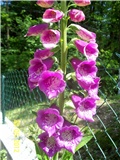 Digitalis